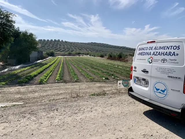 An urban vegetable garden in the heart of the Cordoba countryside to donate fresh produce to the Food Bank