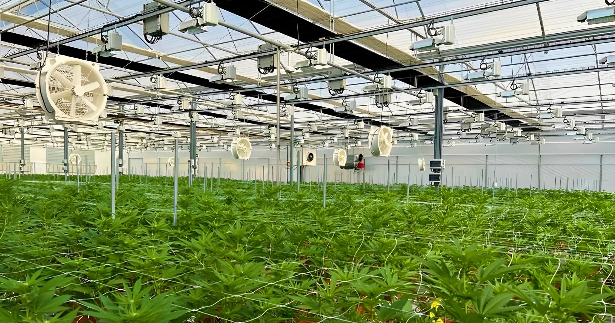 Cannabis-Gewächshaus im Betrieb