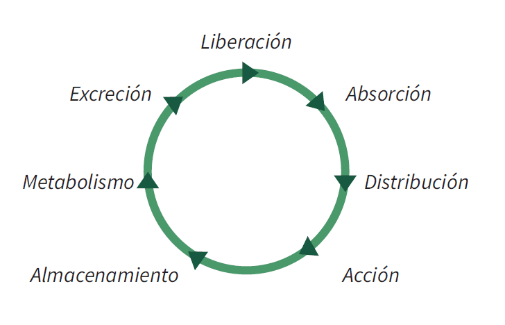 ¿QUÉ OCURRE CUANDO EL THC Y EL CBD ENTRAN EN NUESTRO CUERPO?
