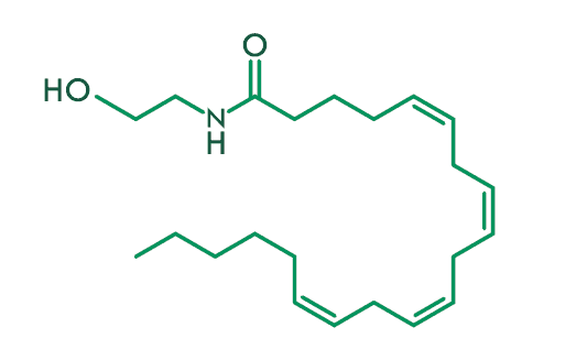 ANANDAMIDE IN THE HUMAN BODY