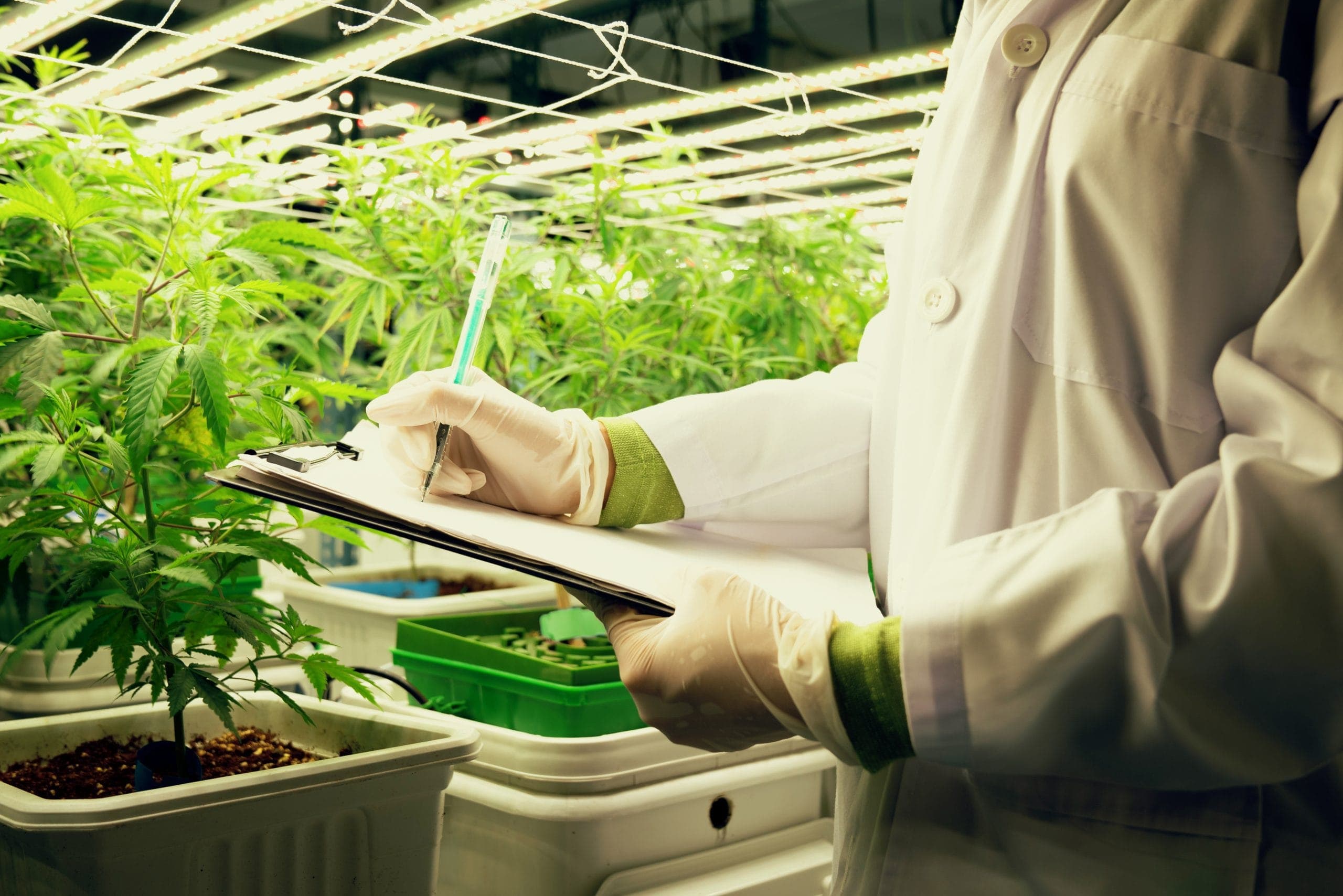 EMPLEOS EN EL SECTOR DEL CANNABIS