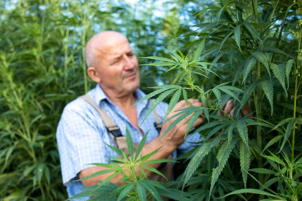 Cannabis-Investitionen