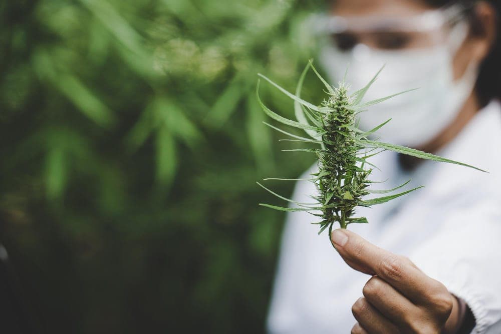 Cannabis-Produktentwicklung