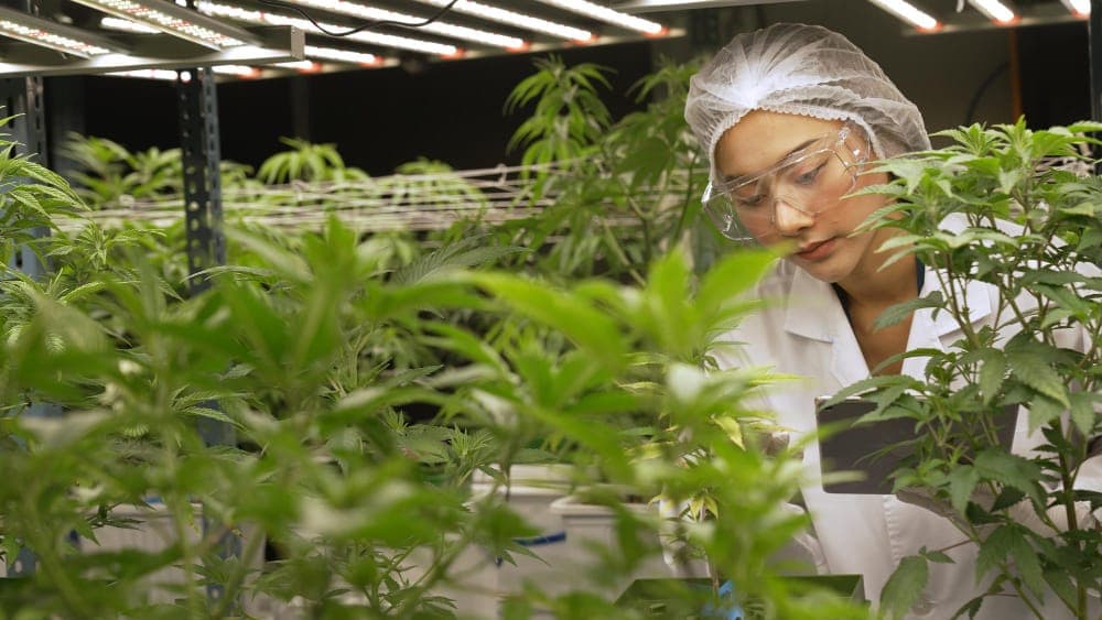 Idealer pH-Wert für Cannabis: Die besten pH-Werte für Boden und Wasser