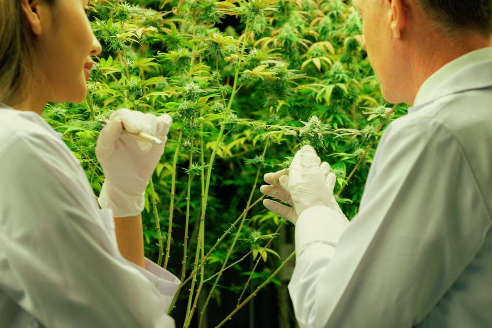 Die wichtigsten Typen von medizinischem Cannabis und ihre Anwendungen