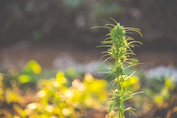 Medizinisches Cannabis in Erde anbauen: Bewährte Verfahren