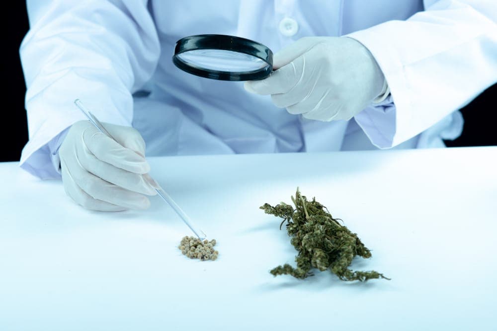 Wie das Endocannabinoid-System funktioniert: Wirksamkeit von medizinischem Cannabis
