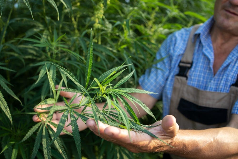 Hermaphroditismus bei Cannabis: Risiken, Ursachen und Lösungen