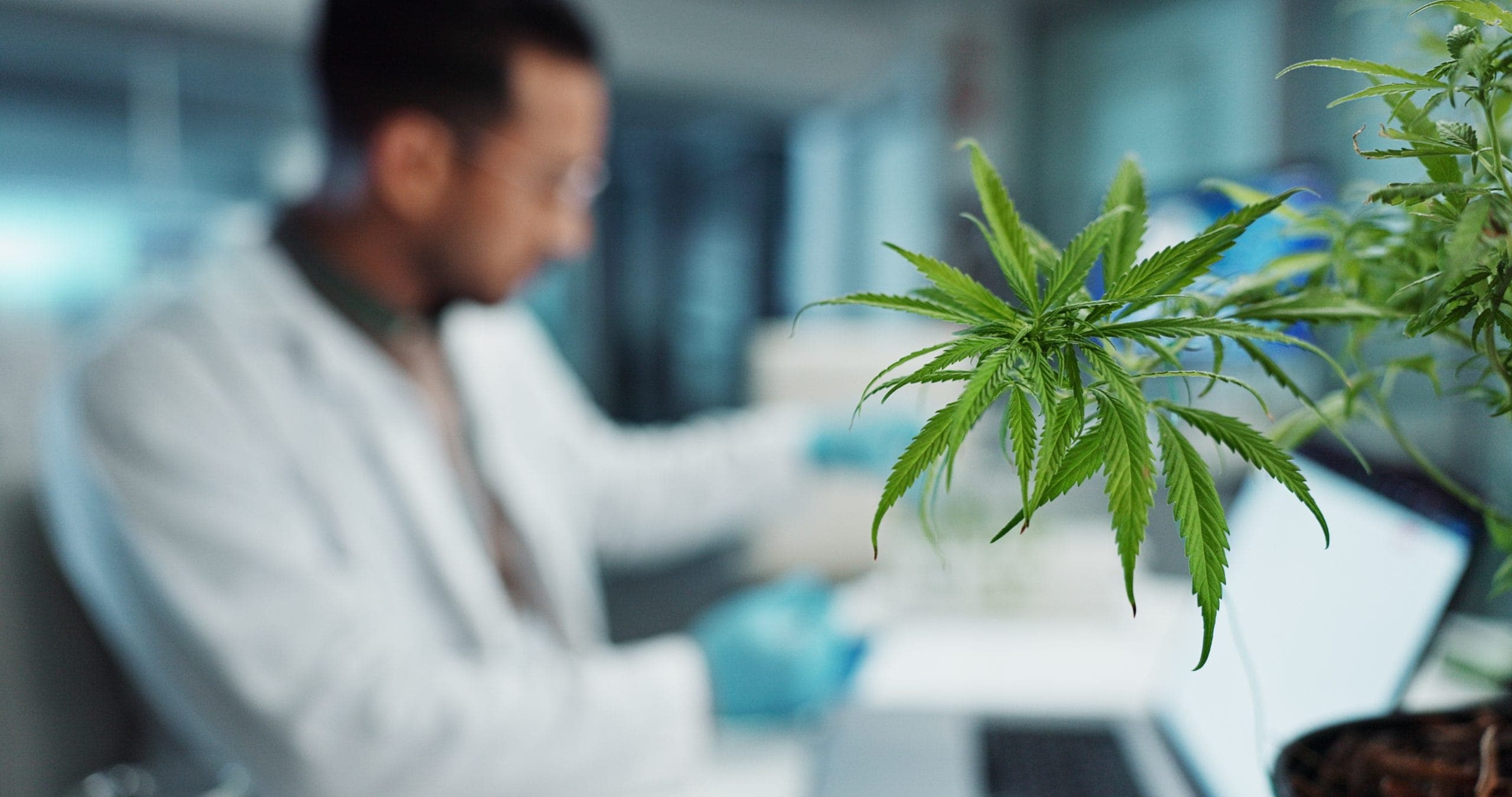 Top-Jobs in der Branche für medizinisches Cannabis: Karrieren und Gehälter