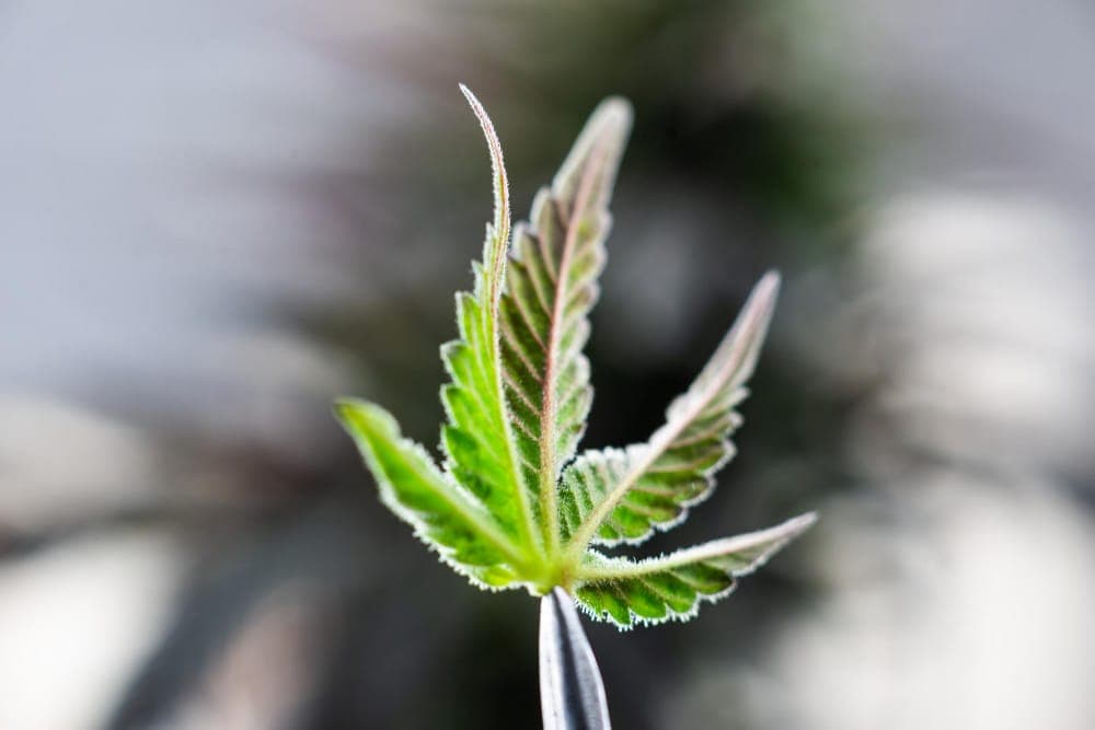 Cannabis-Anbau-Zeitplan