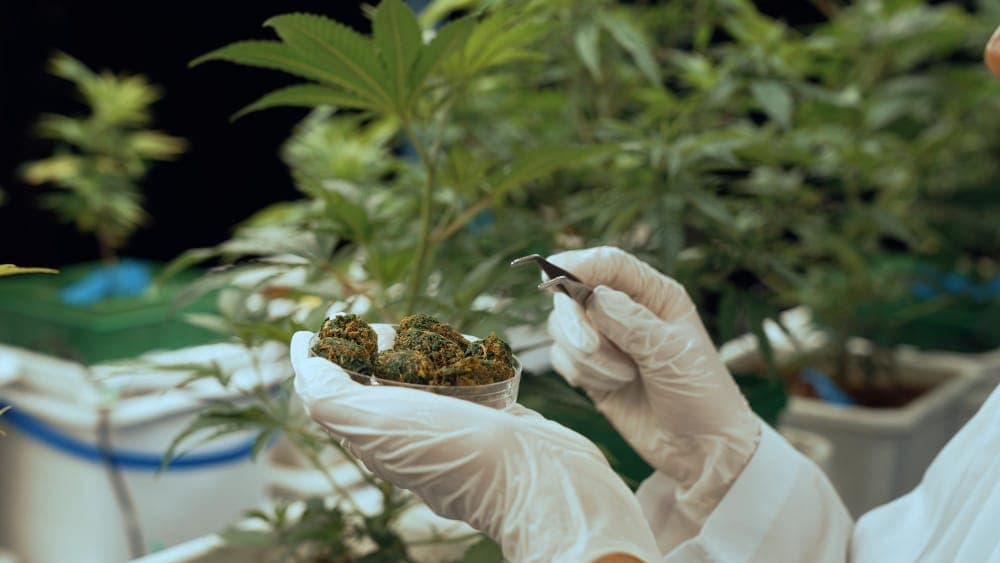 Daten zur Cannabisbranche in Spanien: Marktwachstum und wichtige Erkenntnisse
