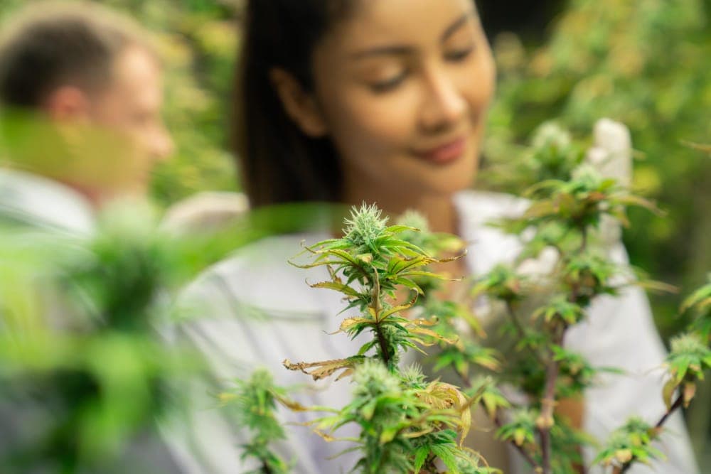 CBD vs. THC in der Branche für medizinisches Cannabis: Unterschiede und ihre Auswirkungen