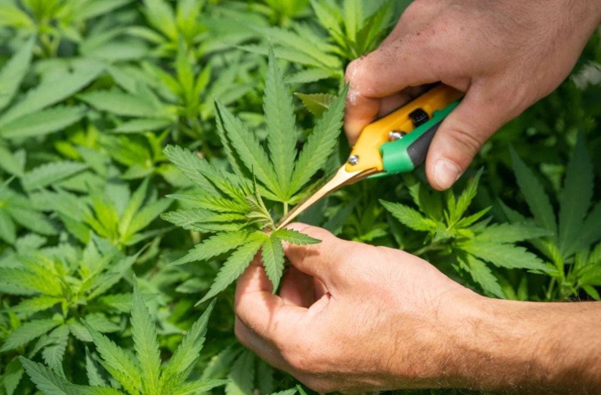 Therapeutic cannabis and its medicinal use