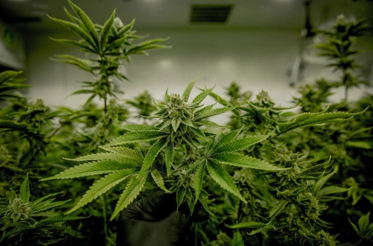 Empresas que cultivam canábis em Espanha