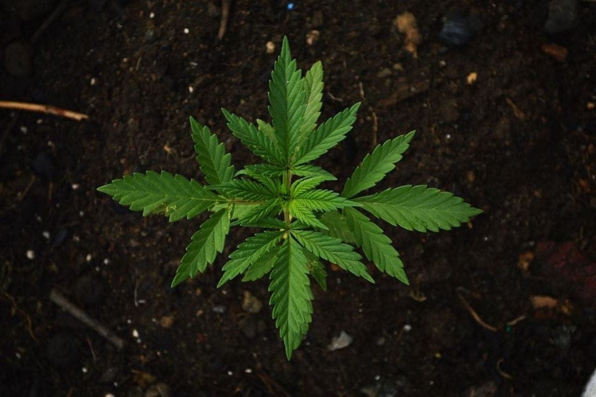 ¿Es legal el cultivo de cannabis en España?
