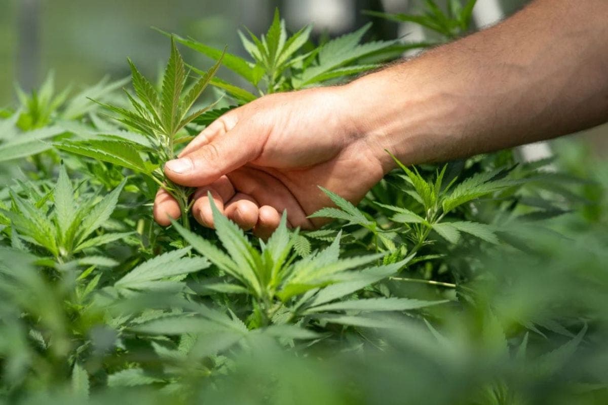 Investir dans le cannabis médical : opportunité ou risque ?