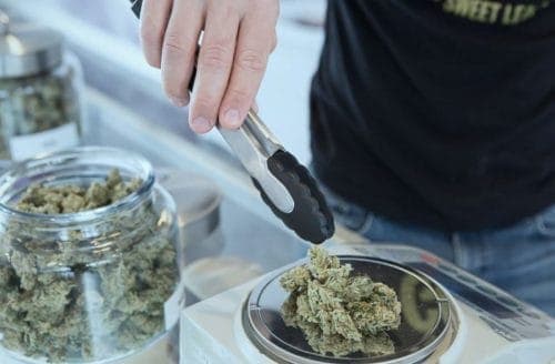 Therapeutic Marijuana in Spain: Uses and Properties