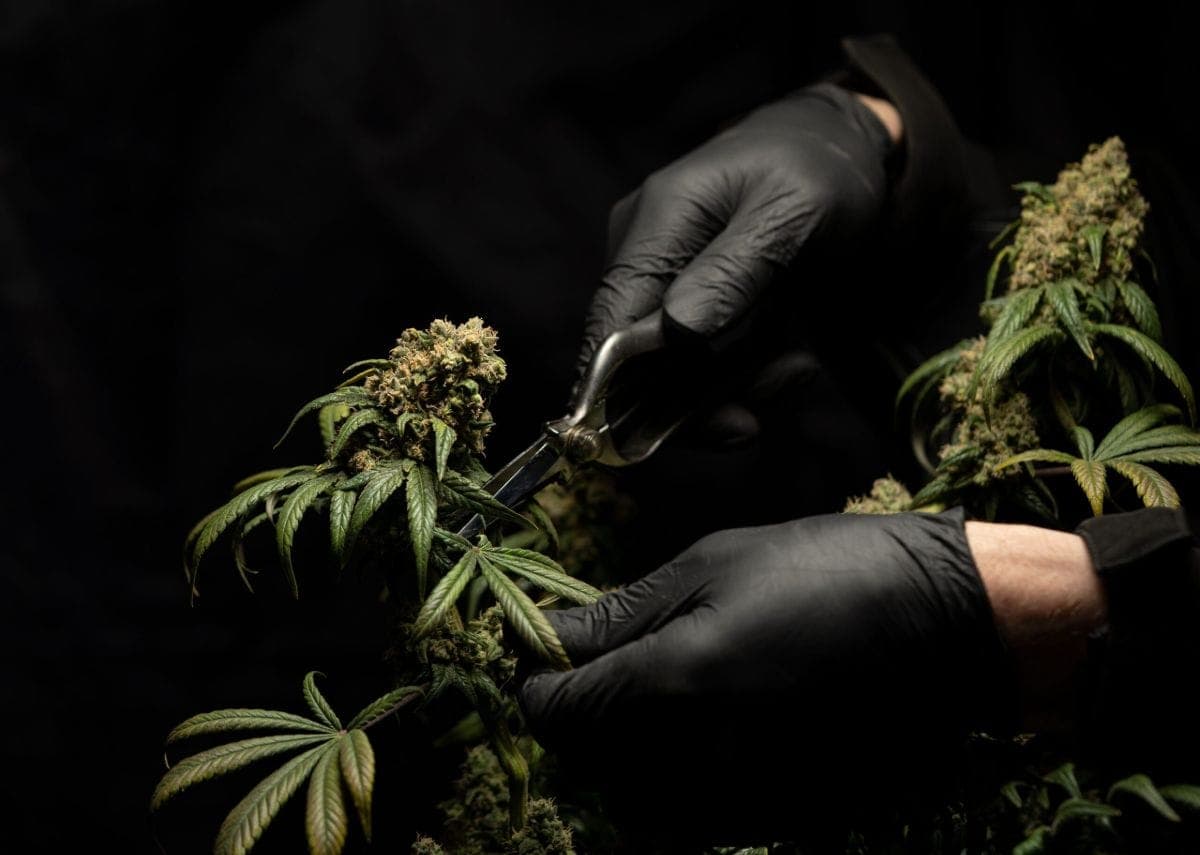 Países onde a marijuana é legal