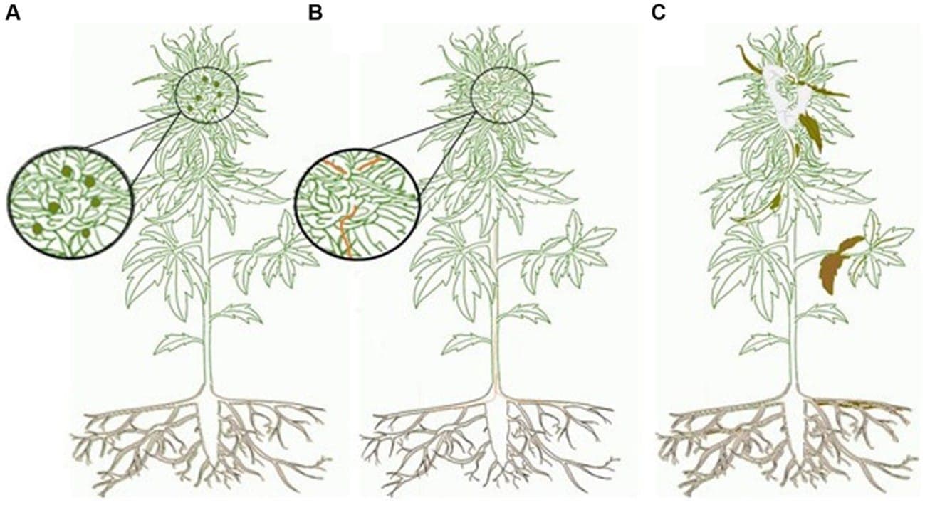 Cannabis-Zusammensetzung und Pilze: Biologische und pilzliche Elemente