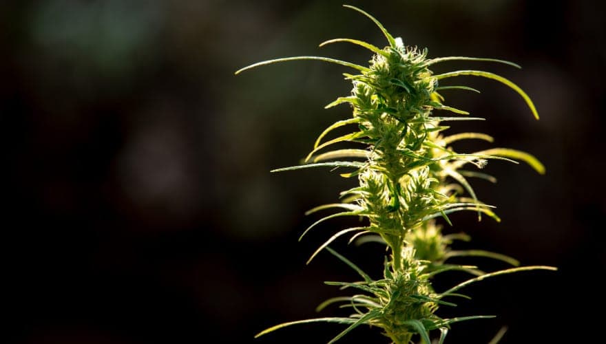 cannabis-und-psychische-gesundheit
