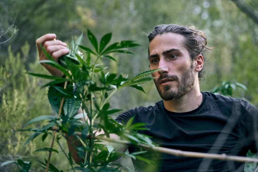 Legales Cannabis in Spanien