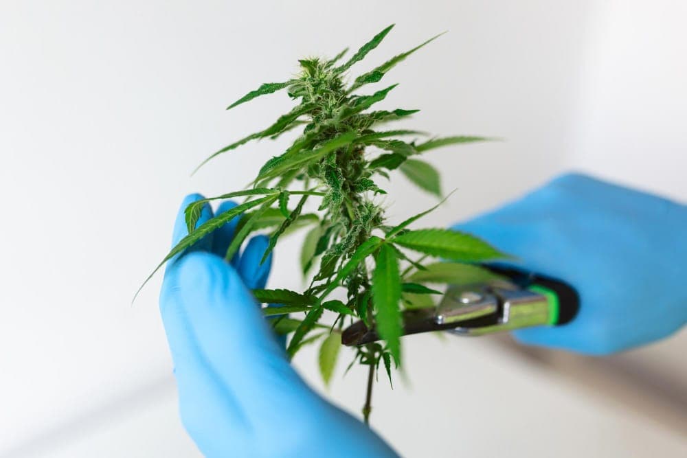 cannabis-schaedlingsbekaempfung