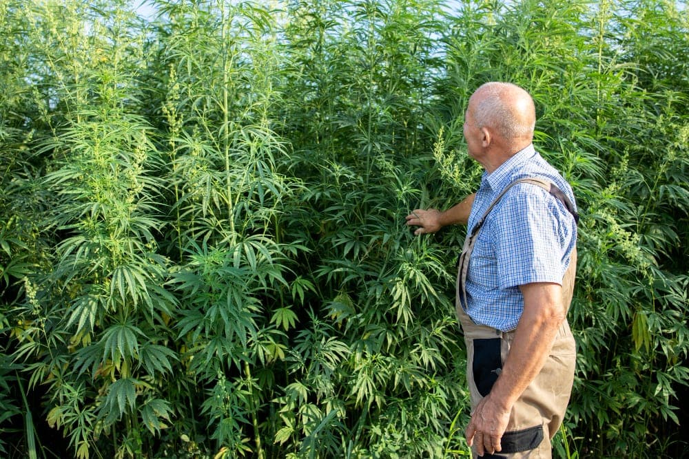 Cannabisimport