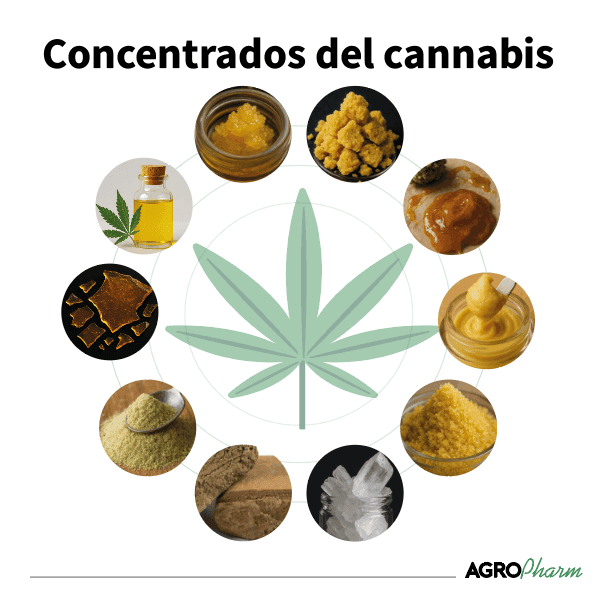 Concentrados del cannabis
