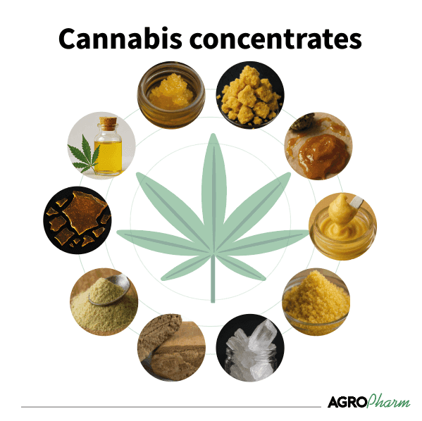 concentrés de cannabis