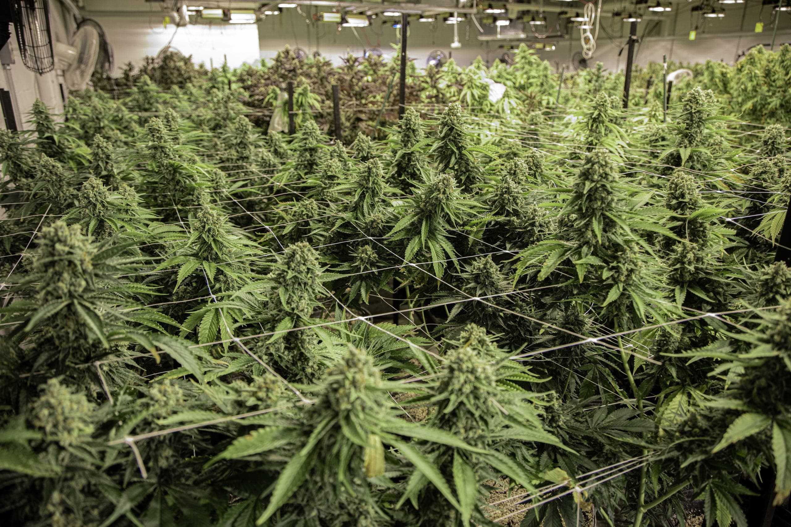 Comment utiliser la méthode SCROG dans la culture du cannabis médical