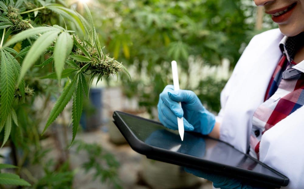 Tipos de licencias de cultivo