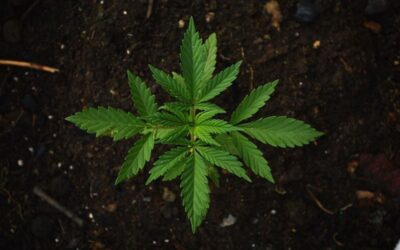 Is growing cannabis legal in Spain?