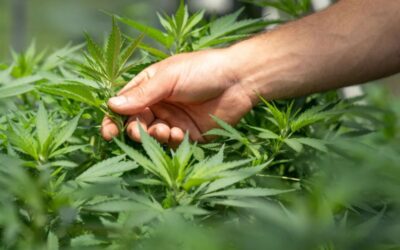 Invertir en Cannabis medicinal: oportunidad o riesgo