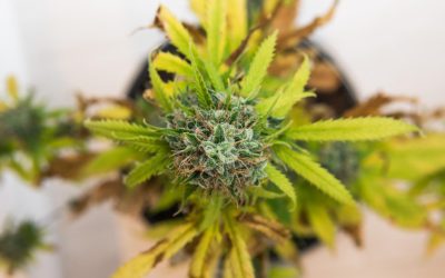 Cannabis Terpenes and Their Therapeutic Effects