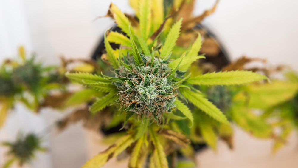 TERPENOS DEL CANNABIS