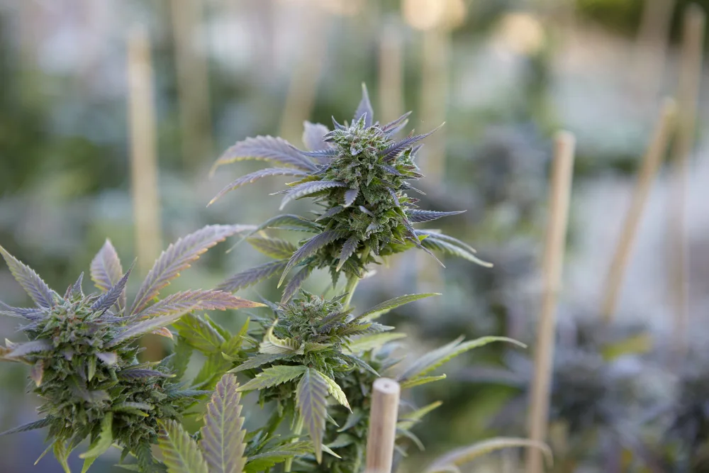 Importación de cannabis