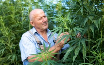 Best Cannabis Investments: Opportunities in Medical Farming