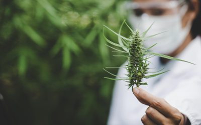 Cannabis product development: Innovation in the industry