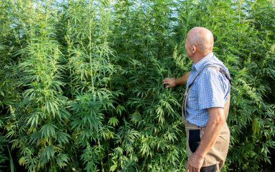 Everything you need to know about cannabis import: Legal advice