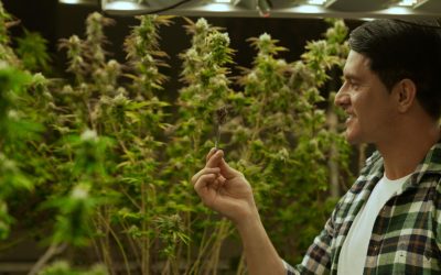 Exporting Cannabis: Legal Guidelines for International Trade