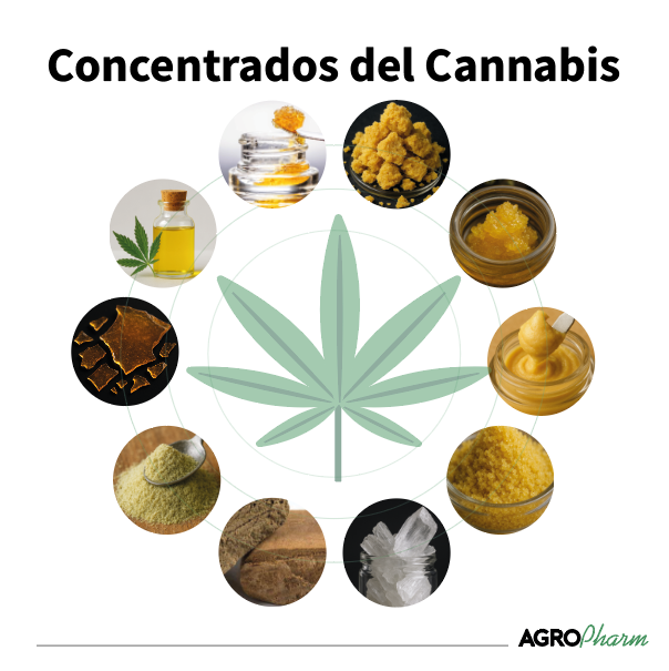 10 Concentrados De Cannabis