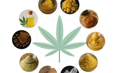 10 CONCENTRADOS DE CANNABIS