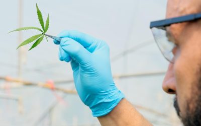 Cannabis sativa vs indica: Key differences explained
