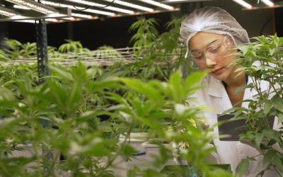 Ideal pH for cannabis: Best soil and water pH levels