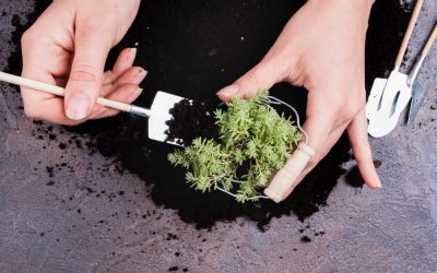 How to Use the SCROG Method in Medical Cannabis Cultivation