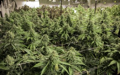 Cómo utilizar el método SCROG en el cultivo de cannabis medicinal