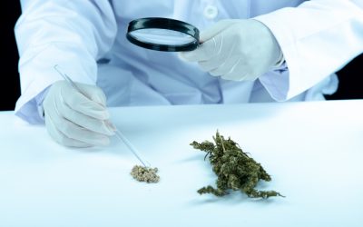 How the endocannabinoid system works: Medicinal cannabis efficacy