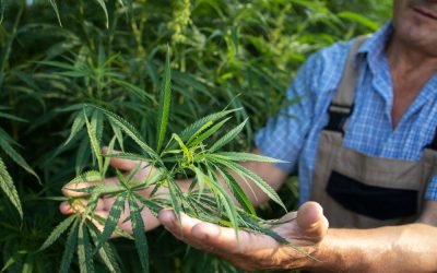 Hermaphroditism in Cannabis: Risks, Causes, and Solutions