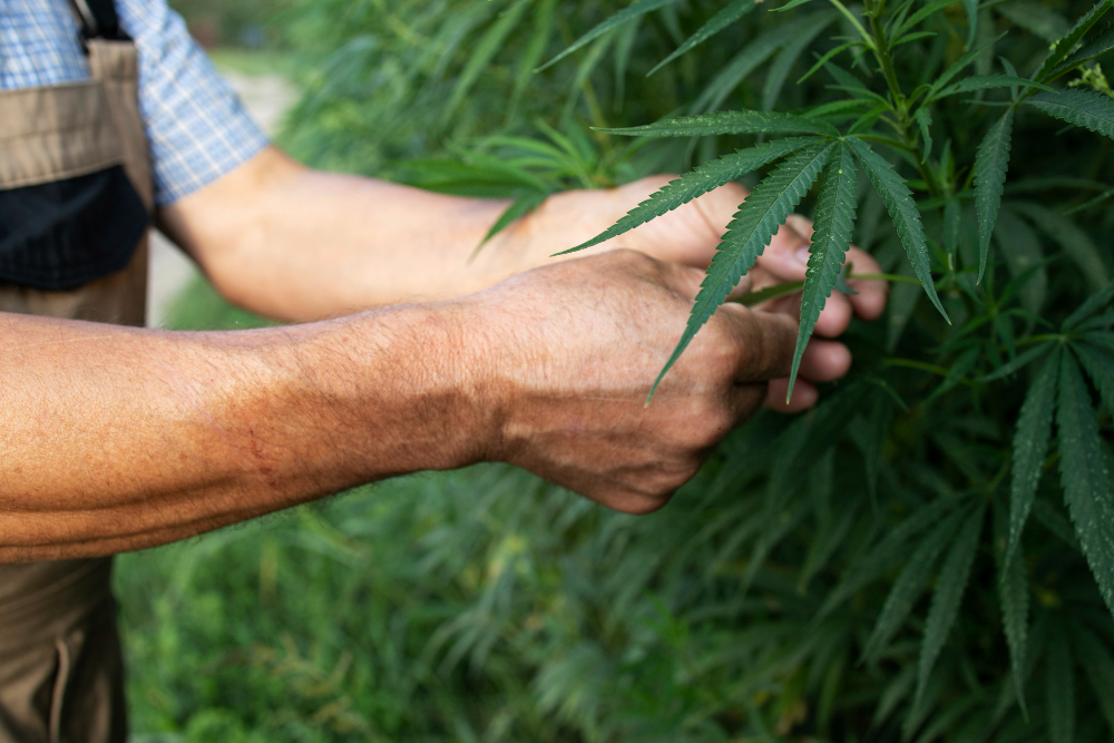 cannabis growth timeline