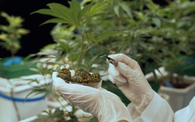 Cannabis Industry Data in Spain: Market Growth and Key Insights